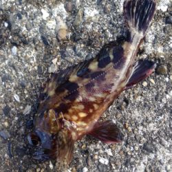 垂水漁港で5目釣り！！