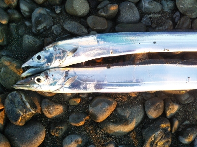 阿南市の那賀川河口でタチウオ