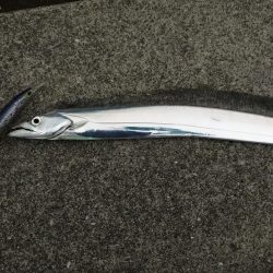 まだまだタチウオ釣れます