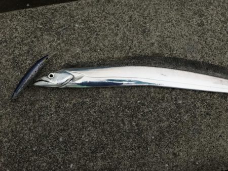 まだまだタチウオ釣れます