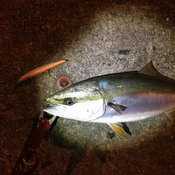 サヨリパターン