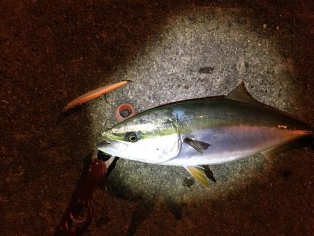 サヨリパターン