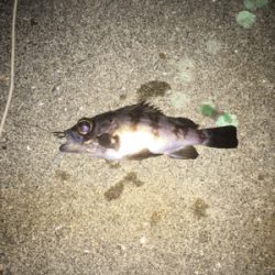 強風の中のライトゲーム