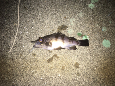 強風の中のライトゲーム