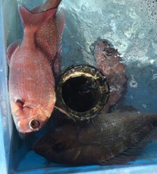 4日振りの平磯(^^)