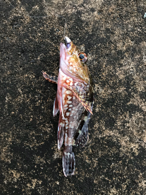 朝から釣りをする(笑)。