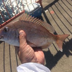 落第カゴ師でも釣れる平磯