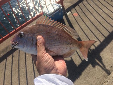 落第カゴ師でも釣れる平磯