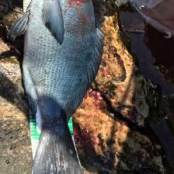 五島 福江島 磯グレ