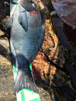 五島 福江島 磯グレ