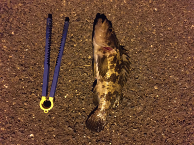 メバル調査 2日目