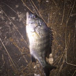 ガシラ狙いでしたが…