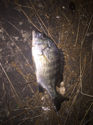 ガシラ狙いでしたが…