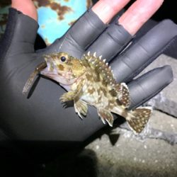 メバリング調査