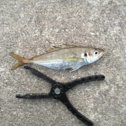 久しぶりの釣り