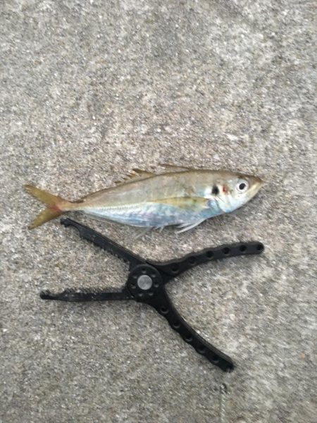 久しぶりの釣り