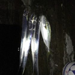 タチウオと！？