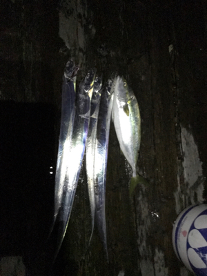 タチウオと！？