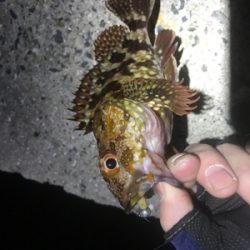 メバリングのはずが