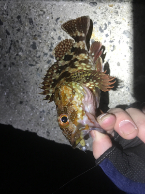 メバリングのはずが