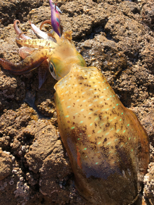 初冬の湾内磯エギング♪