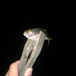 アジング好調キープ！