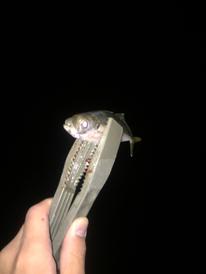 アジング好調キープ！