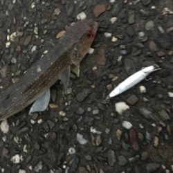 ジギングからのアジング