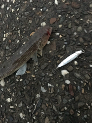 ジギングからのアジング