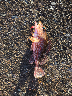 朝から釣りをする(笑)。