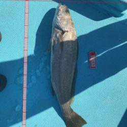 スロージギング