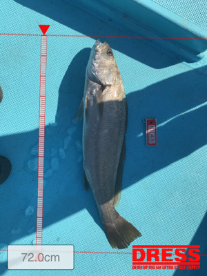 スロージギング