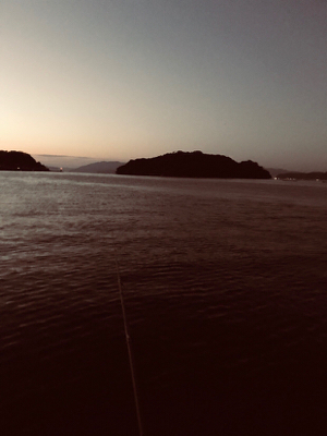 今週は3時間だけのヤリイカ調査