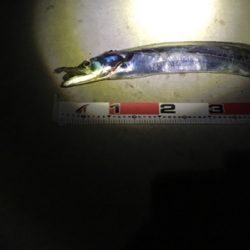 シーバス狙いが…