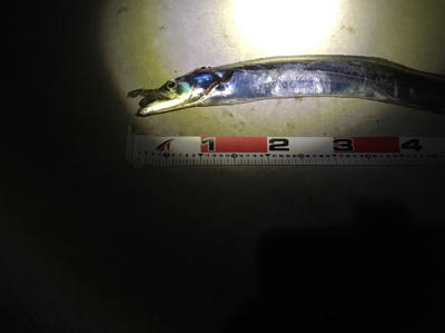 シーバス狙いが…