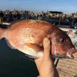 海上釣り堀爆釣