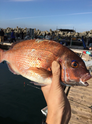 海上釣り堀爆釣