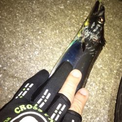 やっぱり1本しか釣れない…