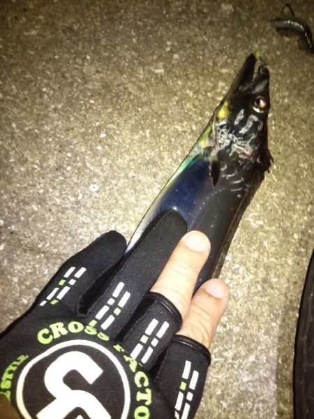 やっぱり1本しか釣れない…