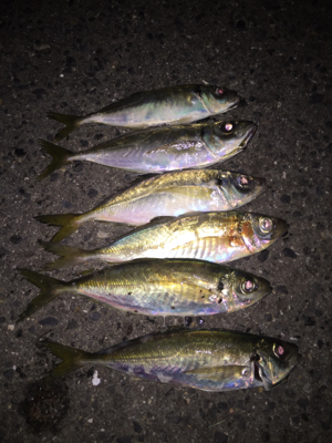 ジグ単中アジ狙い