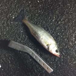 メバル調査 3日目