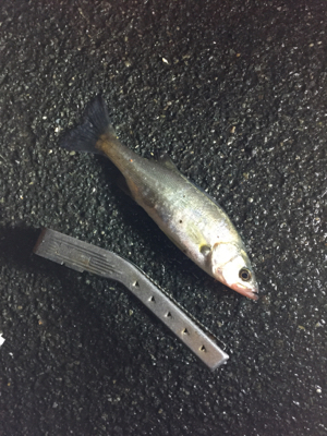 メバル調査 3日目