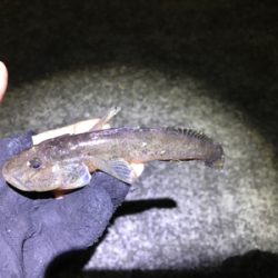 デカはぜ入れ食い！