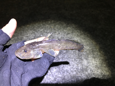 デカはぜ入れ食い！