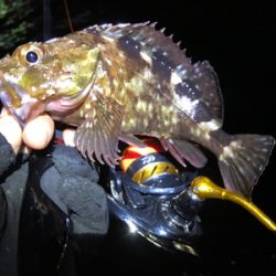 カサゴ、メバル