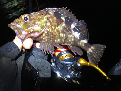 カサゴ、メバル