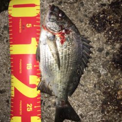 やっと待望のチヌ(笑)