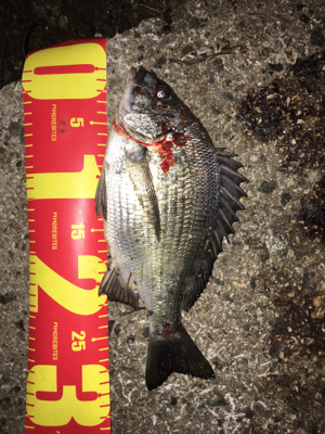 やっと待望のチヌ(笑)