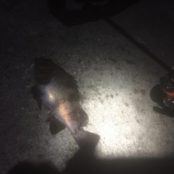 満月メバリング