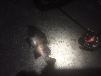 満月メバリング